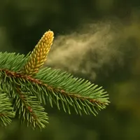 ヒノキ花粉とは？原因・特徴・スギ花粉との違いをわかりやすく解説