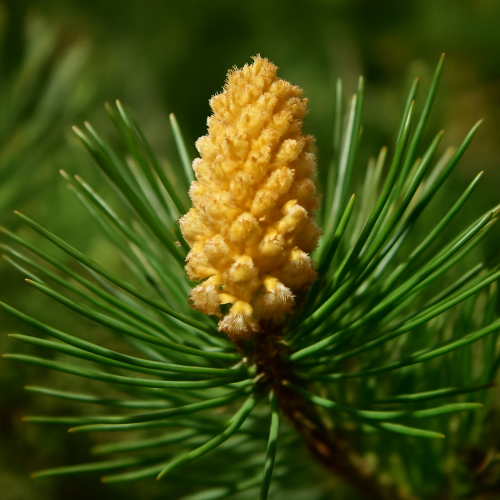 ヒノキ花粉はいつからいつまで？2026年の飛散時期まとめ