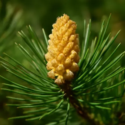 ヒノキ花粉はいつからいつまで？2026年の飛散時期まとめ