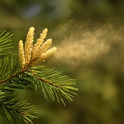 ヒノキ花粉 ピーク