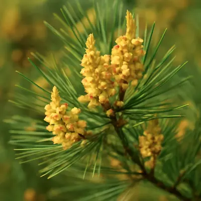 ヒノキ花粉 多い年 特徴