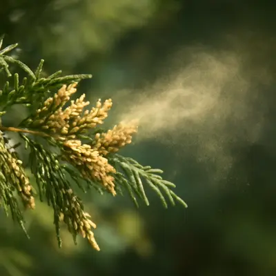 ヒノキ花粉 今日 少ない