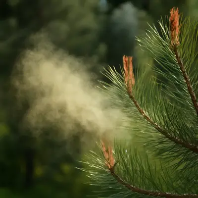 ヒノキ花粉 飛散状況