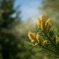 ヒノキ花粉 なぜ起こる