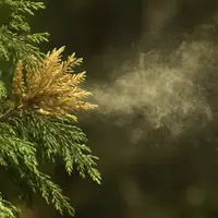 ヒノキ花粉 多い年 理由