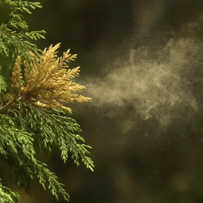 ヒノキ花粉 多い年 理由