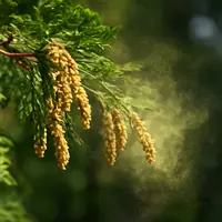ヒノキ花粉 飛散時期 関西