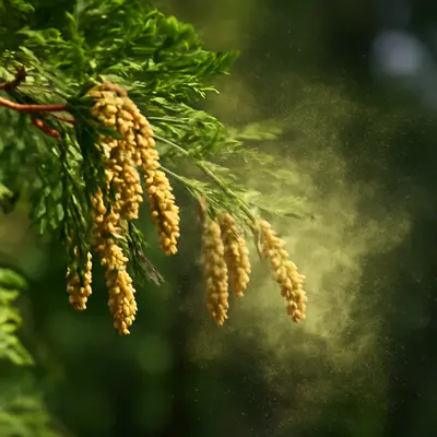 ヒノキ花粉 飛散時期 関西